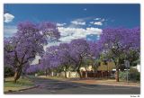 Jacaranda Crossing