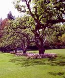 cherry trees small.jpg