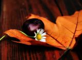 Tender autumn love affair between a young chestnut and an old daisy...