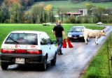 Autumn Swiss Corrida...