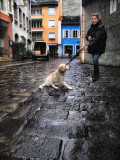 The dog, which likes rain