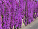 Purple wall