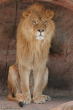 THE SENTRY