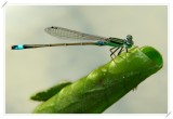 Common Bluetail