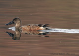 Northern-Shoveler---Female