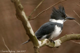 Belted Kingfisher