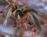 American Robin