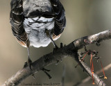 American Robin