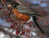 American Robin