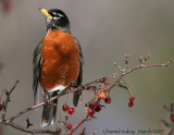 American Robin