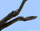 Acorn Woodpecker Tree