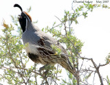 Gambels Quail