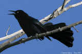 Great-tailed Grackle