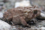 American Toad