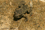 Toadlet