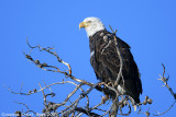 Bald-Eagle-4355.jpg