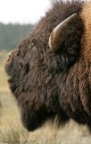 Bison-Bull-Phlegmem-4093.jpg