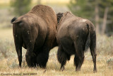 Bison-Bull-and-Cow-2887.jpg