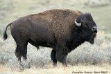 Bull-Bison-2953.jpg
