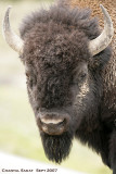 Bull-Bison-3866.jpg