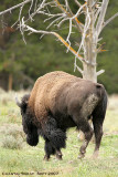 Bull-Bison-3870.jpg