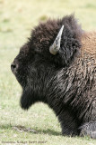 Bull-Bison-Resting-3817.jpg