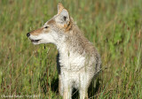 Coyote-3197.jpg