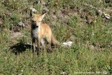 Red-Fox-3101.jpg