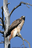 Red-Tailed-Hawk-3028.jpg