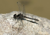 Black Meadowhawk -3323.jpg