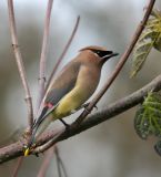 Cedar Waxwing(Bombycilla cedrorum)