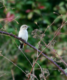 Northern Shrike (Lanius excubitor)juvenile