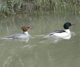 Common Merganser (Mergus merganser)