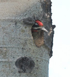Red-naped Sapsucker (Sphyrapicus nuchalis)female