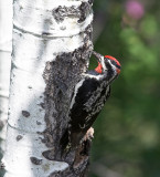 Red-naped Sapsucker (Sphyrapicus nuchalis)male