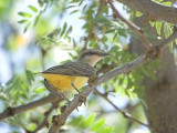 Western Kingbird(Tyrannus verticalis)fledgling