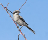 Northern Shrike (Lanius excubitor)