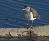 Spotted Sandpiper (Actitis macularia)