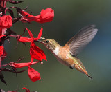 Rufous Hummingbird(Selasphorus rufus)