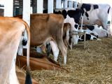 Cows: The Business End