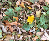 Dandelion of Autumn