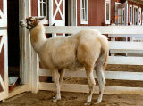 Llama and Bird with Geometry