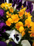 Pansies in Spring