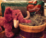 Mammoth Eating Hay