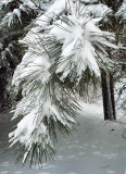 Scotch Pine w Bunny Tracks