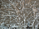 Buckthorn Clad in Snow and  Sunlight