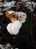 Bearded Hydrangea  with Mutton Chops