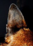 A Shiny Ear