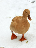 COLD DUCK
