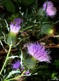 Thistle of Last Summer